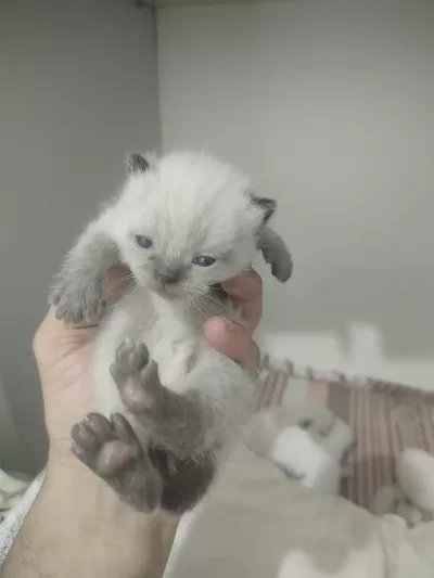 Blue Point Scottish Fold