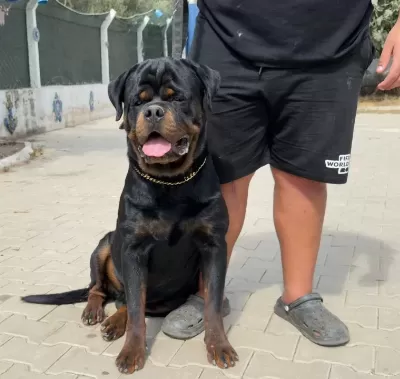 13 Aylık Extrem Erkek