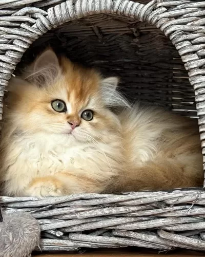 British Longhair Yavrulari