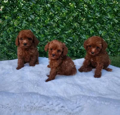 Ruhsatli Köpek Çiftliğinden Toypoodle Yavrularimiz