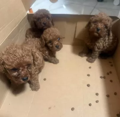 Toypoodle Minik Yavrularimiz