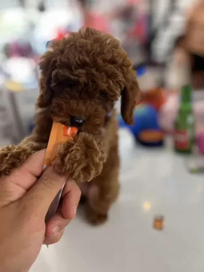 Orjinal İrk Ve Sağlik Garantili Mikrochipli Poodle