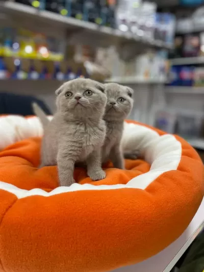 Safkan Biblo Güzelliğinde Scottish Fold