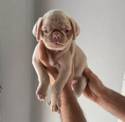 Pi Nk Ve Si Yah Pug Yavrulari