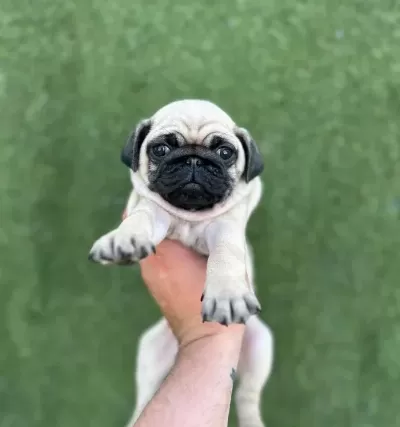Hamburg Surat Pug Mops Bebekler