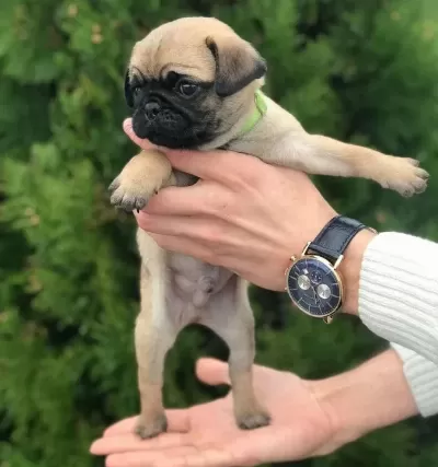 Hamburger Surat Pug Mops Pupy