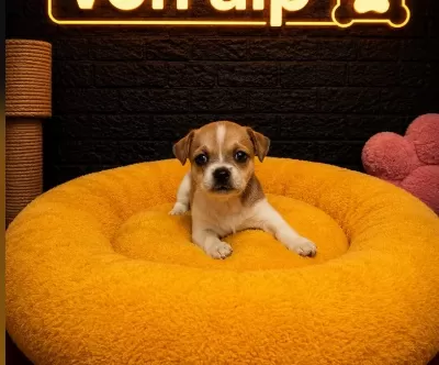 Chi̇huahua Bebekler Vonalp Petshop Dan