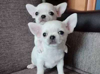 Türkiye Nin En Güzel Elma Kafa Chihuahua Yavruları