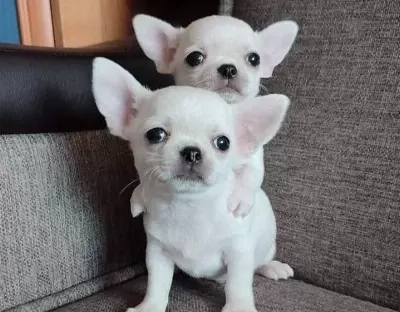 Türki̇yeni̇n En Güzel Beyaz Şivava Bebekleri Teacup Kore
