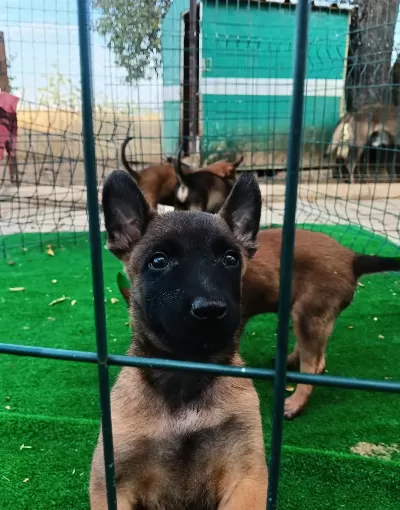 1 Sinif Working Line Belgian Malinois