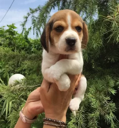 Irk Garantili Harika Beagle Yavrularımız
