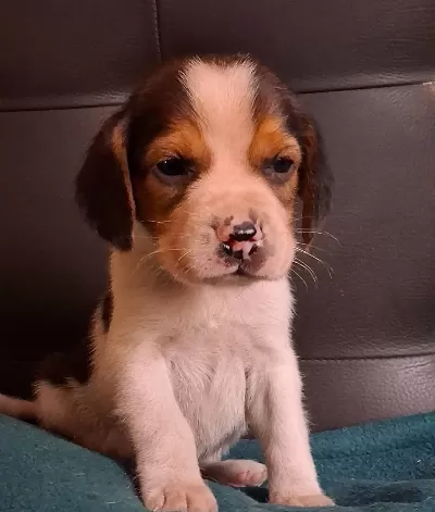 Safkan Irk Garantılı Beagle Yavrularımız