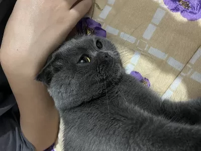 2 Yaşında Kısırlaştırılmış Gri Dişi Scottish Fold