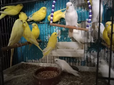Her Muhabbet Kuşu Vardır
