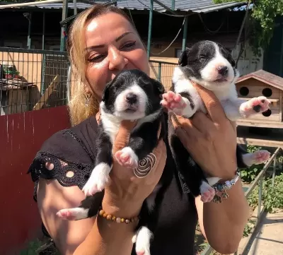 Oyuncu Sevimli Zeki Border Collie Yavrularımız