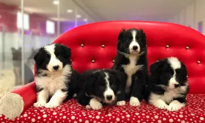 Zeka Küpü Border Collie Yavruları