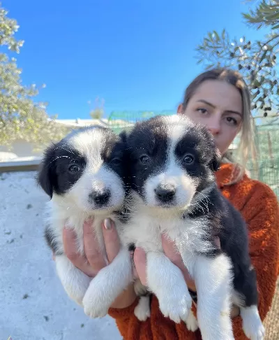 Mükemmel Kalite Border Collie Yavrularımız