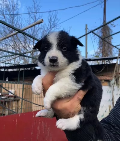Border Collie Yavrularımız