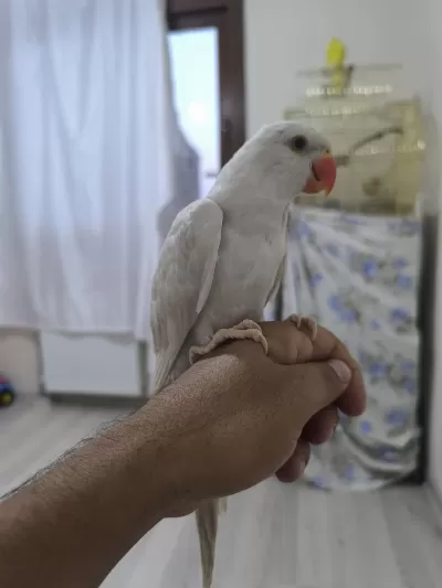 El Besleme Mutasyon Pakistan Papağanı