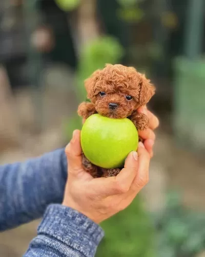 Şecereli Kore Teacup Toy Poodle