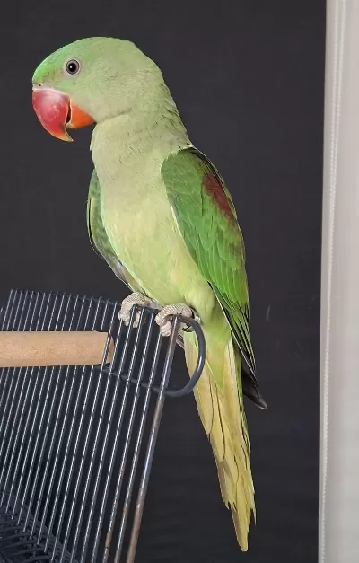 Yavru Alexander Jumbo Boy