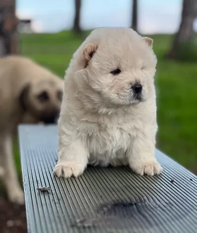 Chow Chow Yavrularımız Ruhsatlı Çiftlikten