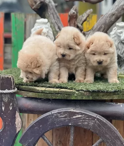 Chow Chow Yavrularımız Irkının En Özel Yavruları