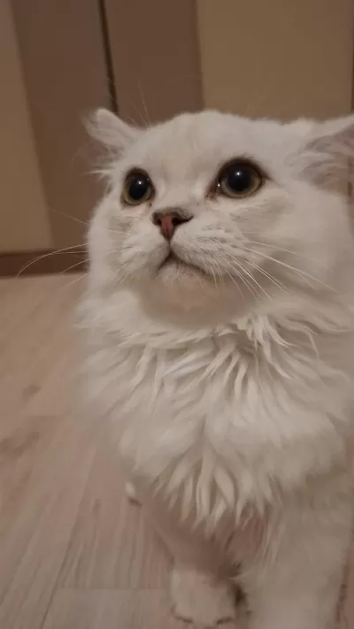 Yavru British Longhair