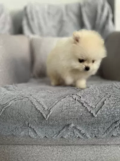 Pomeranian Erkek Teacup