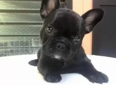 Wc Egitimli Erkek Bulldog Yavrumuz