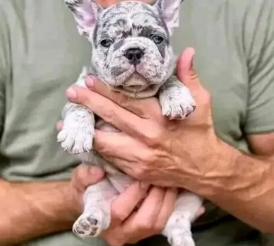 100 Irk Garanti̇li̇ Fransiz Bulldog Yavrulari̇