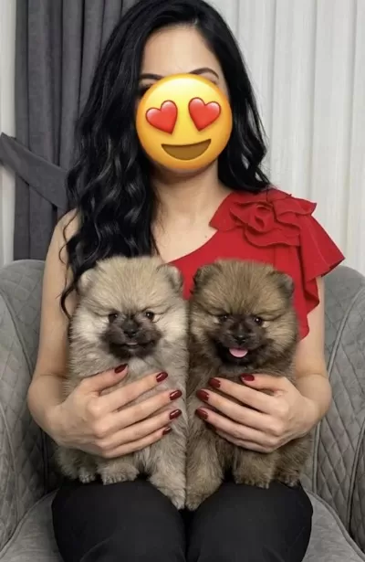 Pomeranian Orange Üst Kalite Erkek Ve Dişi Aşklarim