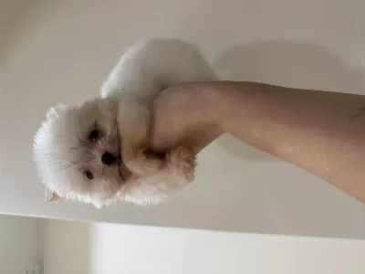 Pomeranian Teddy Bear Boo