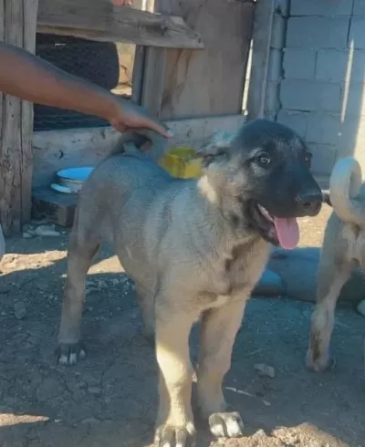 A Kalite Ve Uygun Fiyata Orjinal Saf Kangal Yavruları