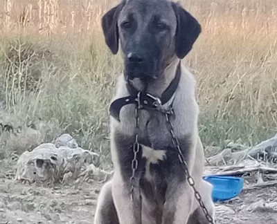 6 Aylık Agır Siklet Gelecegin Devleri