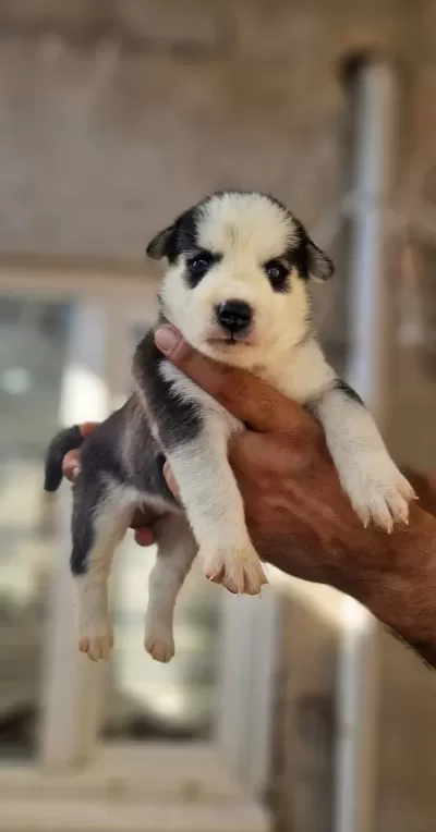 Safkan Irk Garantili Husky Yavrularimiz