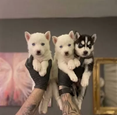 Safkan Husky Yavrulari