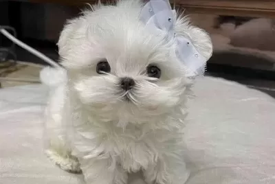 Morkie Cinsi Teacup