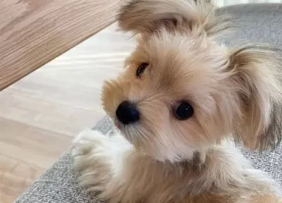 Morki E Bebekler Vonalp Petshop Güvencesiyle