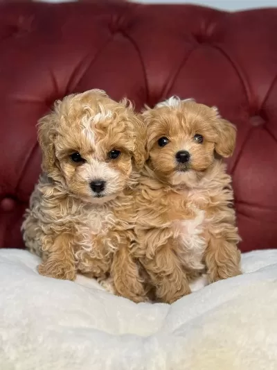 Show Kalite Kore Maltipoo Yavrularımız