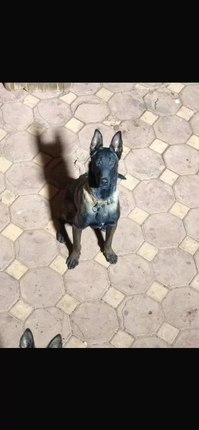 Belçika Malinois Yavrumuz