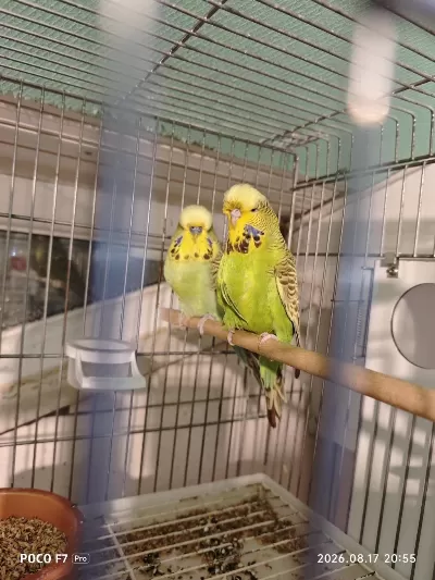 Show Jumbo Takım Muhabbet Kuşu