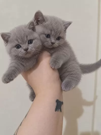 Cinamon A Kalite British Shorthair