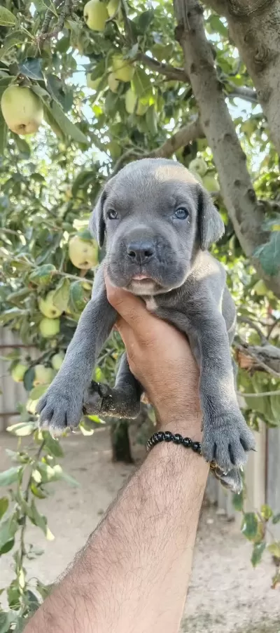 Asalet Ve Güç Bir Arada Blue Cane Corso Yavruları