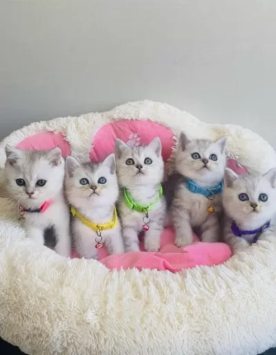 Son 1 Yavru Uygun Verilecek Silver Brıtıah Shorthair