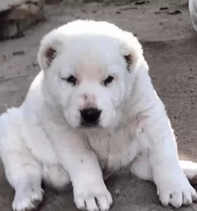 Orta Asya Çoban Köpeği Alabai Cao