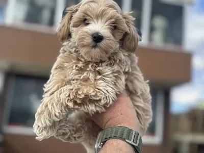 Petmode Köpek Çiftliğinden Kore Maltipoo Yavrular