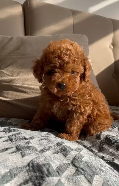 Kore Oyuncak Mini Toy Bebekler