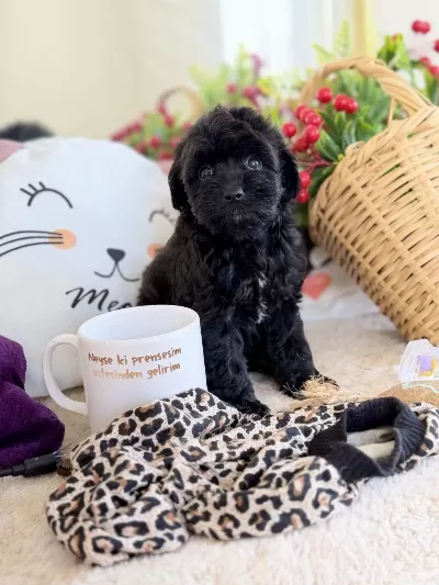 Mükemmel Tea Cup Siyah Poodle