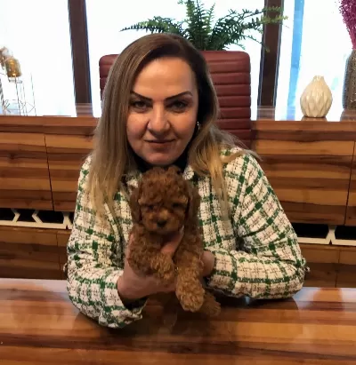 Mükemmel Irkının En Güzel Toy Poodle Yavrularımız
